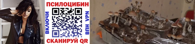 как найти   Западная Двина  Галлюциногенные грибы MAGIC MUSHROOMS 